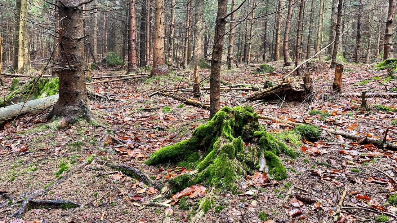 Vila Slow Life Pod Babia Gora Zawoja Exteriér fotografie